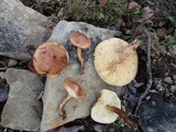 Tricholoma imbricatum image