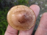 Tricholoma imbricatum image