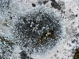 Physcia phaea image