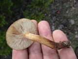 Tricholoma imbricatum image