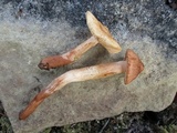 Tricholoma vaccinum image