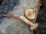 Tricholoma vaccinum image
