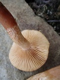 Tricholoma vaccinum image