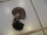 Melanoleuca evenosa image