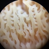 Merulius tremellosus image