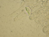 Melanoleuca evenosa image