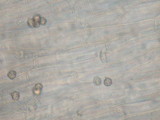 Entoloma lividoalbum image