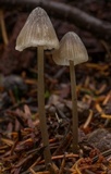 Mycena atroalboides image