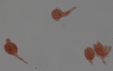 Mycena atroalboides image