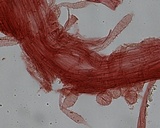 Mycena atroalboides image