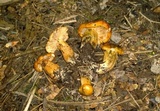 Tricholoma aurantium image