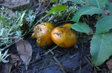 Tricholoma aurantium image