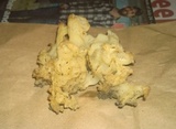 Sebacina sparassoidea image