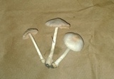 Volvariella pusilla image