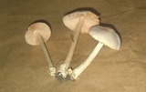 Volvariella pusilla image