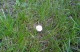 Volvariella pusilla image