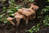 Armillaria solidipes image