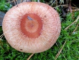 Lactarius torminosus image