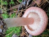 Lactarius torminosus image