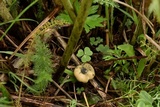 Psilocybe mescaleroensis image