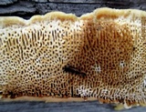 Gloeophyllum protractum image