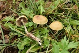 Psilocybe mescaleroensis image