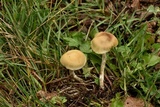 Psilocybe mescaleroensis image