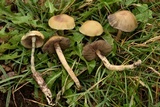 Psilocybe mescaleroensis image