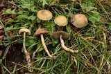 Psilocybe mescaleroensis image