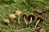 Psilocybe mescaleroensis image