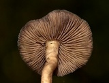 Psilocybe mescaleroensis image