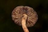 Psilocybe mescaleroensis image