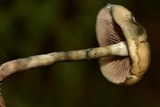 Psilocybe mescaleroensis image