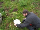 Psilocybe mescaleroensis image