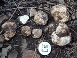 Tuber japonicum image
