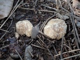 Tuber japonicum image