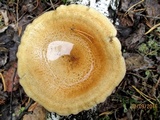 Lentinus strigosus image