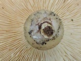 Panus neostrigosus image