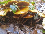 Kuehneromyces mutabilis image