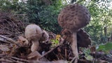 Chlorophyllum olivieri image