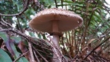 Chlorophyllum olivieri image