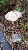 Chlorophyllum olivieri image