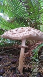 Chlorophyllum olivieri image