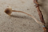 Mycena amicta image