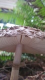 Chlorophyllum olivieri image