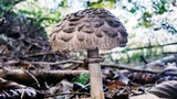 Chlorophyllum olivieri image