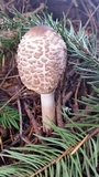 Chlorophyllum olivieri image