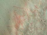 Mycena amicta image