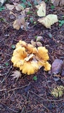 Cantharellus formosus image