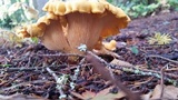 Cantharellus formosus image